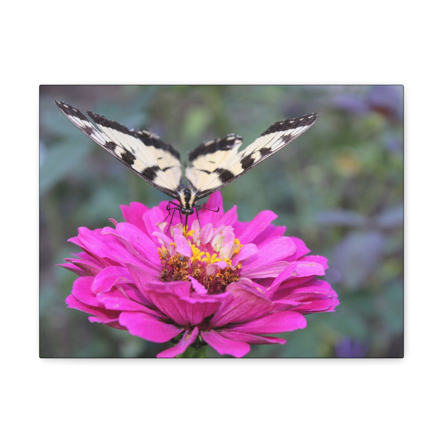 "Nectar" Canvas Print