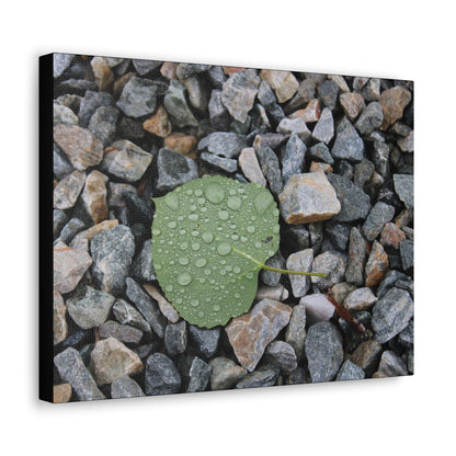 "Morning Dew" Canvas Print