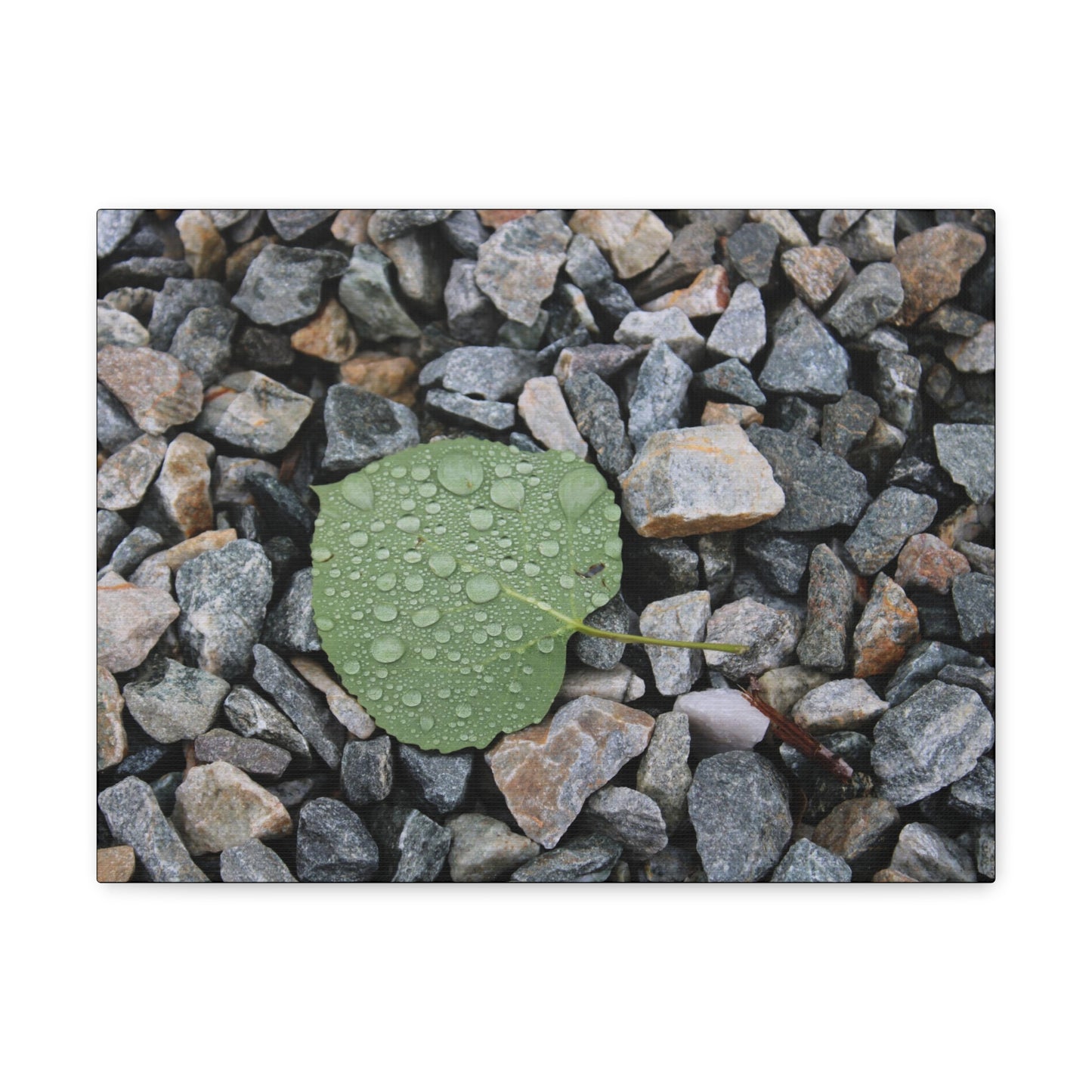 "Morning Dew" Canvas Print