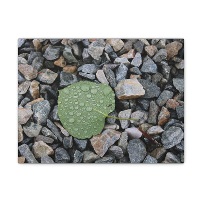 "Morning Dew" Canvas Print