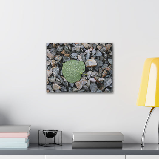 "Morning Dew" Canvas Print